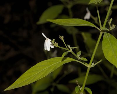 Rhinacanthus nasutus, photographed by portioid