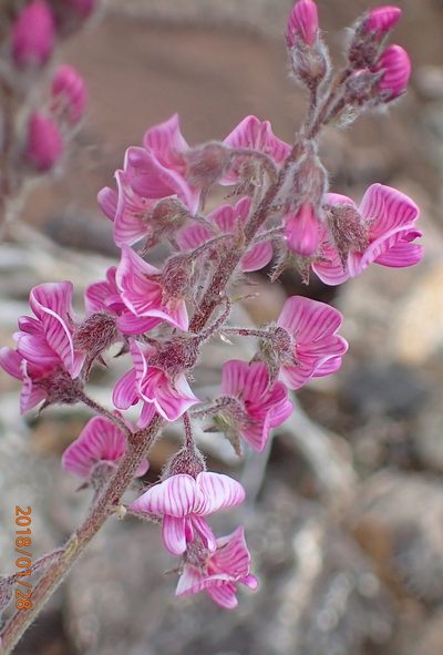 Lessertia perennans, photographed by Peter Warren