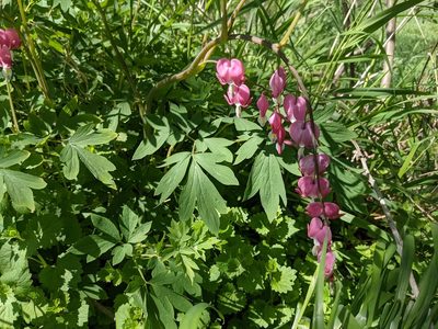Lamprocapnos spectabilis, photographed by Matthew Gerke