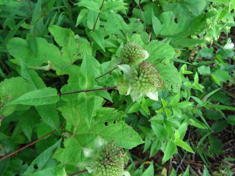 Monarda luteola, photographed by Annika Lindqvist