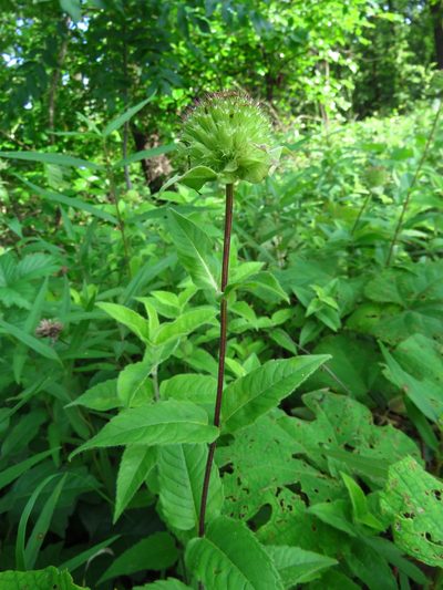 Monarda luteola, photographed by Annika Lindqvist