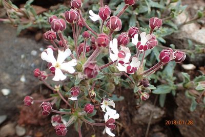 Zaluzianskya pulvinata, photographed by Peter Warren