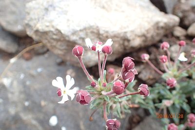 Zaluzianskya pulvinata, photographed by Peter Warren