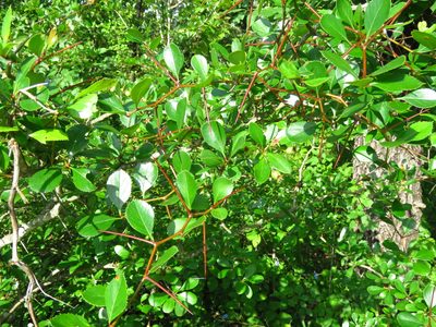 Crataegus crus-galli, photographed by Annika Lindqvist