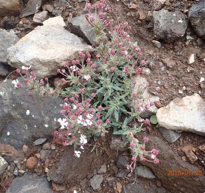 Zaluzianskya pulvinata, photographed by Peter Warren