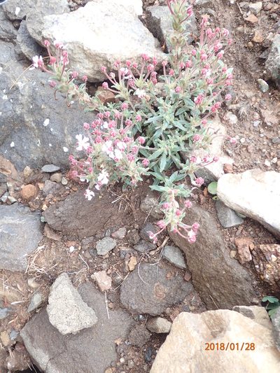 Zaluzianskya pulvinata, photographed by Peter Warren