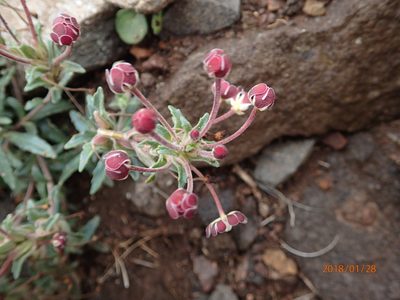 Zaluzianskya pulvinata, photographed by Peter Warren