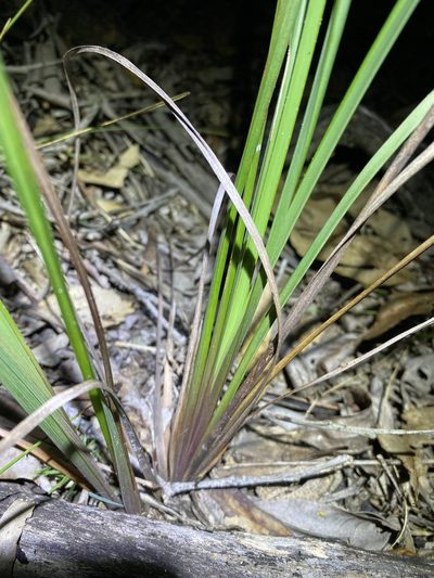 Dianella longifolia, photographed by Greg Tasney