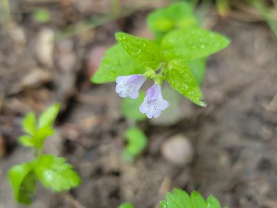 Scutellaria nervosa, photographed by Elias