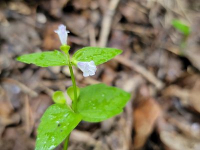 Scutellaria nervosa, photographed by Elias