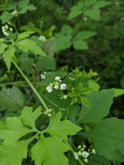 Cyclanthera naudiniana, photographed by Cleveland Powell