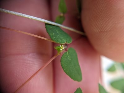 Euphorbia villifera, photographed by Cleveland Powell