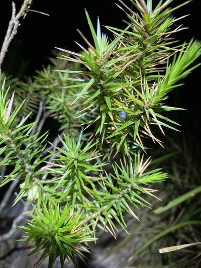 Melichrus adpressus, photographed by Greg Tasney