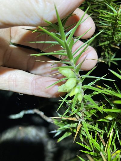 Melichrus adpressus, photographed by Greg Tasney