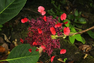 Hydrangea peruviana, photographed by Daniel Mesa