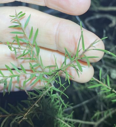 Melaleuca decora, photographed by Greg Tasney