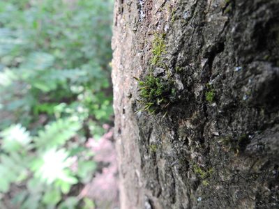 Ulota bruchii, photographed by Susan Marley