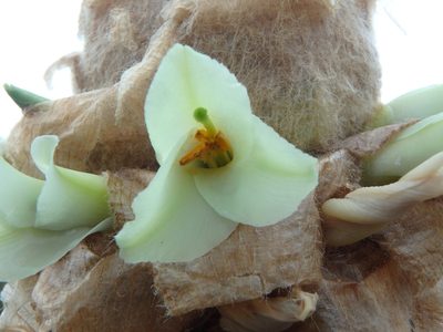 Puya trianae, photographed by Daniel Cahen