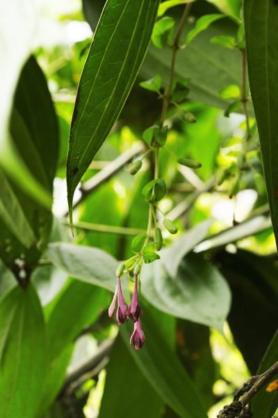 Fuchsia nigricans, photographed by Daniel Mesa