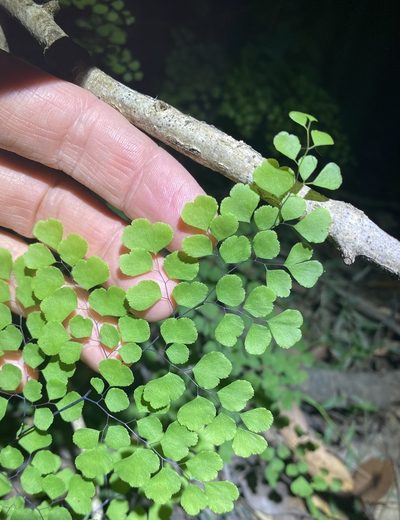 Adiantum atroviride, photographed by Greg Tasney