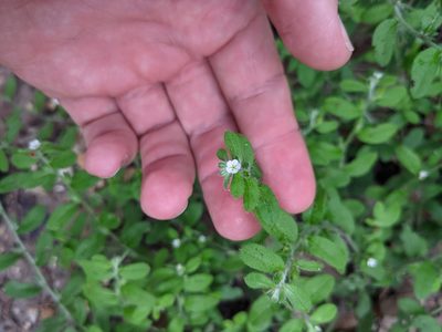 Lithospermum matamorense, photographed by Cleveland Powell