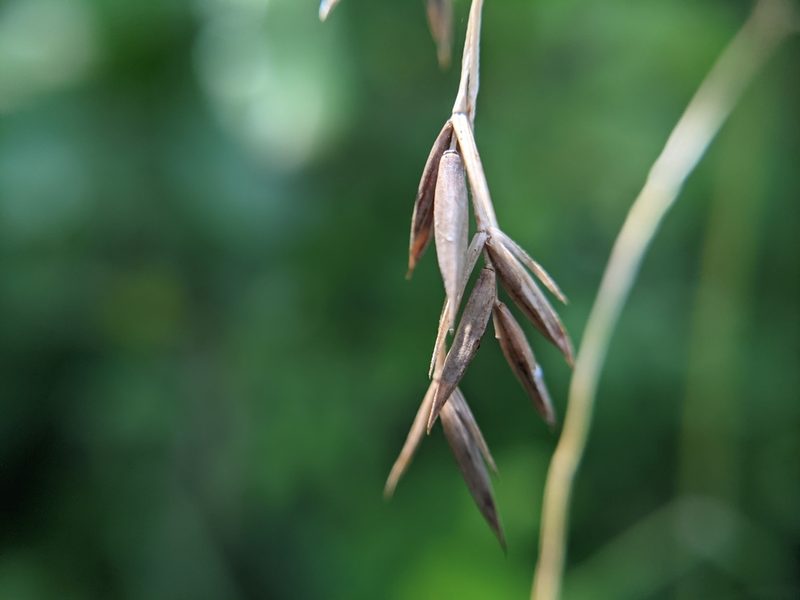 Festuca versuta, photographed by Cleveland Powell