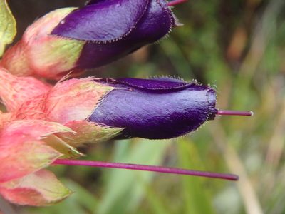Brachyotum strigosum, photographed by Daniel Cahen