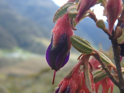 Brachyotum strigosum, photographed by Daniel Cahen