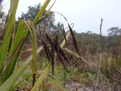 Carex pichinchensis, photographed by Daniel Cahen