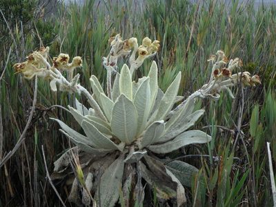 Espeletia barclayana, photographed by Daniel Cahen
