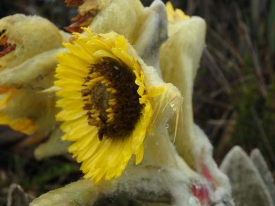 Espeletia barclayana, photographed by Daniel Cahen