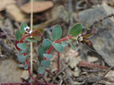 Euphorbia orbiculata, photographed by Daniel Cahen