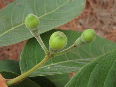 Psidium guineense, photographed by Daniel Cahen