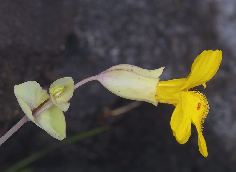 Erythranthe glaucescens, photographed by Steve Matson
