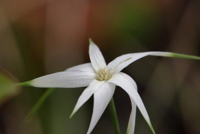 Rhynchospora latifolia, photographed by Kim