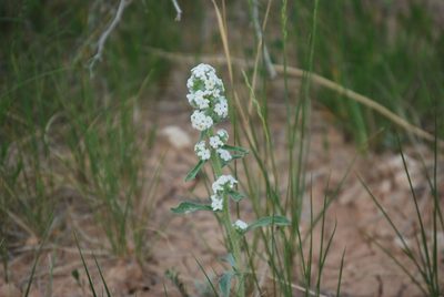 Oreocarya glomerata, photographed by Kaden Stebbins