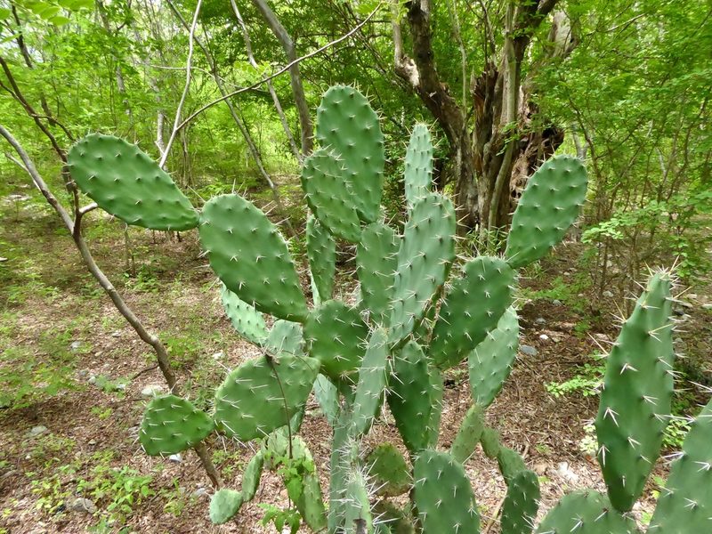 Opuntia guatemalensis, photographed by Thibaud Aronson