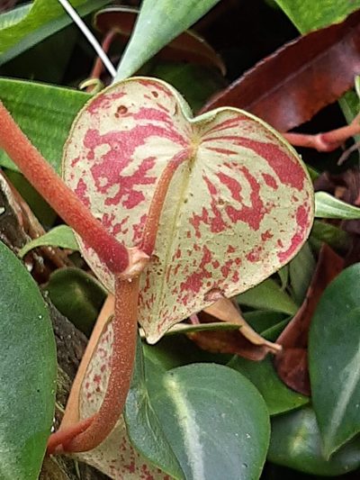 Peperomia eburnea, photographed by Ángela María Gómez M