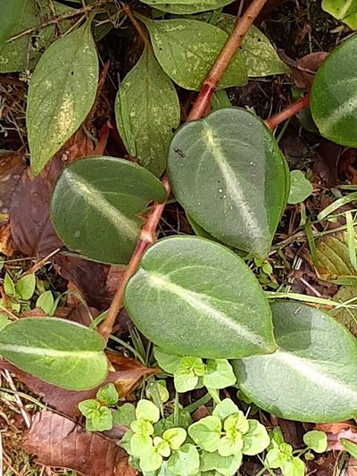 Peperomia eburnea, photographed by Ángela María Gómez M
