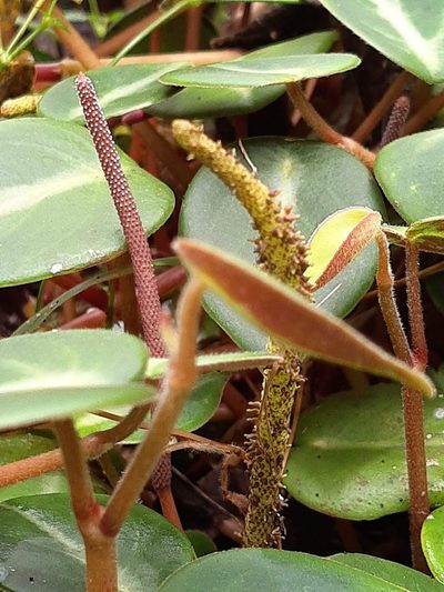 Peperomia eburnea, photographed by Ángela María Gómez M