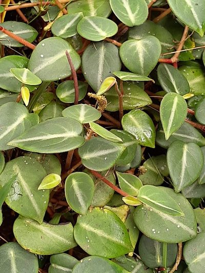 Peperomia eburnea, photographed by Ángela María Gómez M
