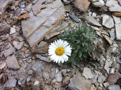 Erigeron pallens, photographed by Allan Harris