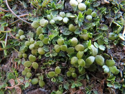 Hydrocotyle hydrophila, photographed by John Barkla