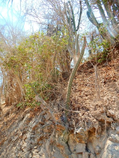 Stenocereus kerberi, photographed by Norma Piedra