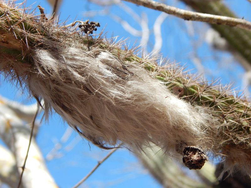 Pilosocereus purpusii, photographed by Norma Piedra
