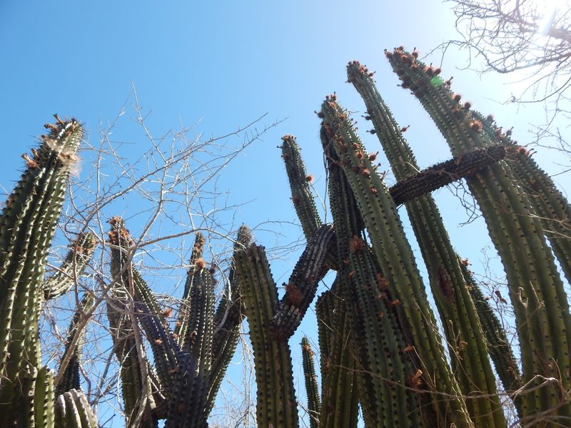 Stenocereus martinezii, photographed by Norma Piedra