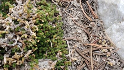 Selaginella watsonii, photographed by Craig Martin