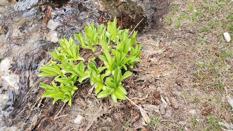 Primula parryi, photographed by Craig Martin