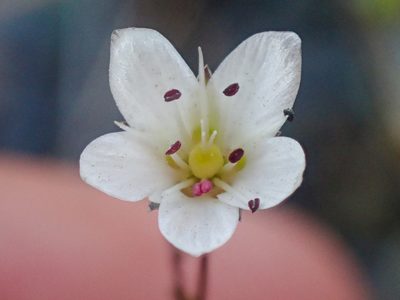 Sabulina howellii, photographed by Trevor Van Loon