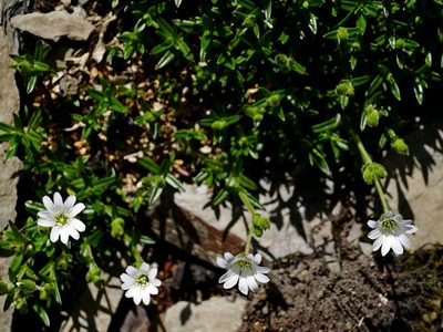 Cerastium morrisonense, photographed by Jacy Chen